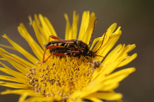 Stenopterus rufus