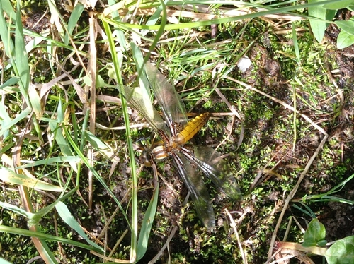 Broad-bodied Chaser
