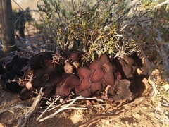 Tridentea gemmiflora