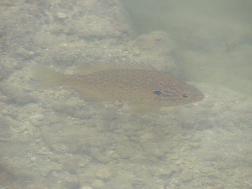 Pumpkinseed