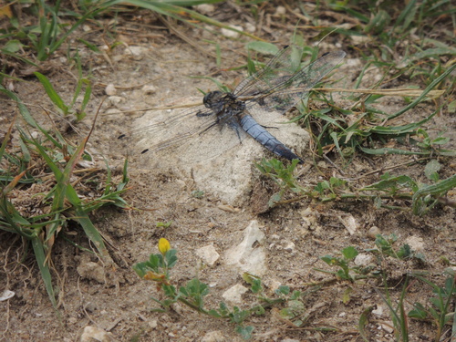 Black-tailed Skimmer