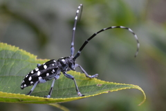 Anoplophora macularia
