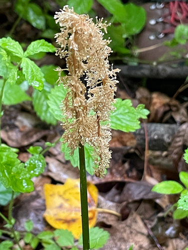 Chamaelirium luteum, photograph 3