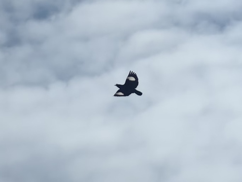 Crested Myna