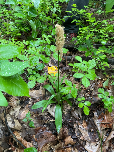 Chamaelirium luteum, photograph 1