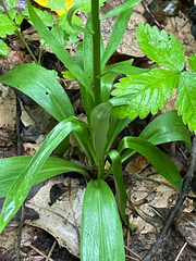 Chamaelirium luteum, photograph (c) Daniel J. Layton, some rights reserved (CC BY)