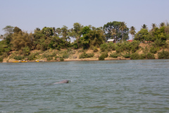 Orcaella brevirostris