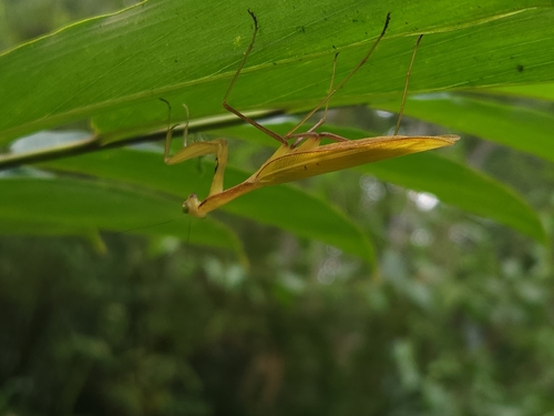 Cameroon Mantis