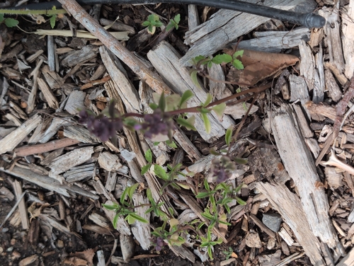 Drummond's false pennyroyal