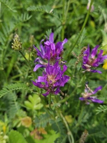 saintfoin milk vetch