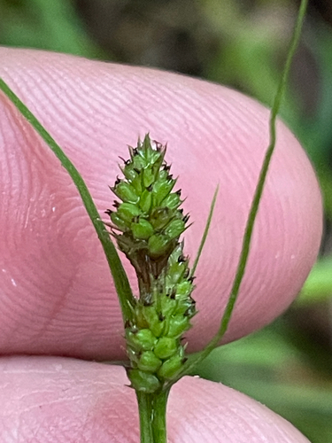 Carex bushii, photograph 6