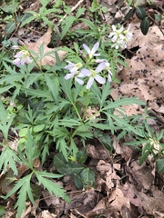 Cardamine concatenata