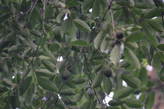 Annona dolabripetala