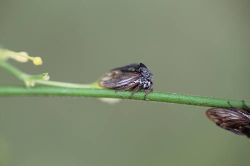 Horned Treehopper