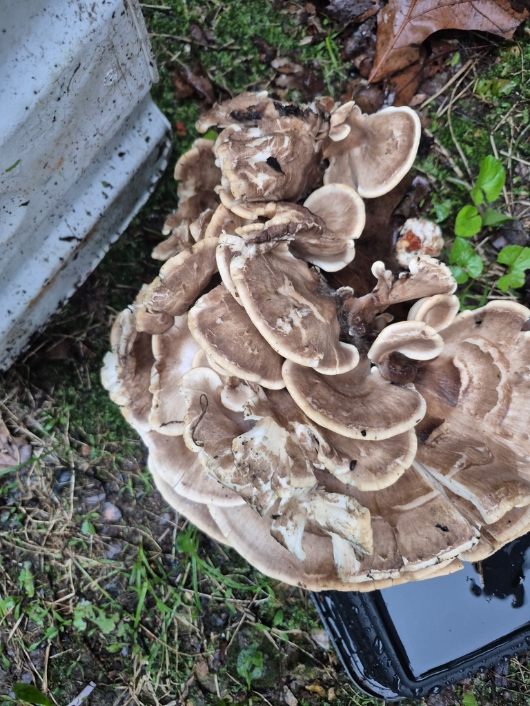 Black-staining Polypore · June 2026 · photo: Photo: no rights reserved · iNaturalist