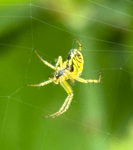 Cricket-bat Orbweaver