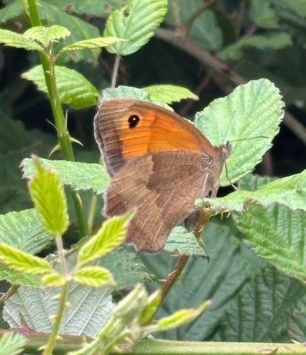 Meadow Brown
