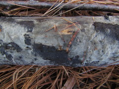 Botryobasidium conspersum