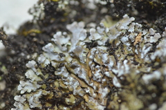 Physconia enteroxantha