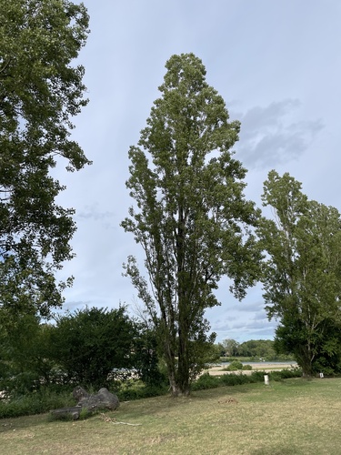 Lombardy Poplar