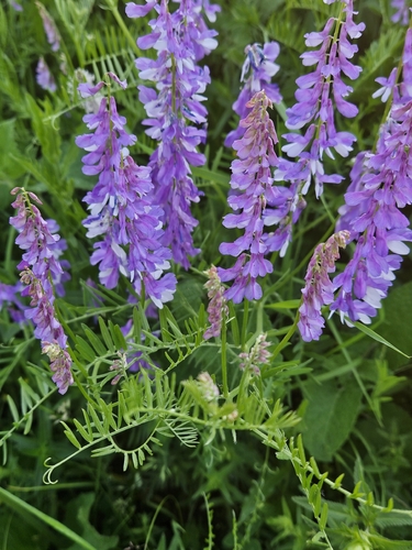 Fine-leaved Vetch