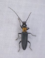 Oxycopis