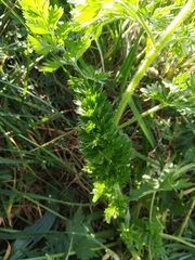Daucus carota