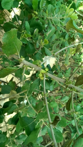 Brachylaena ramiflora image