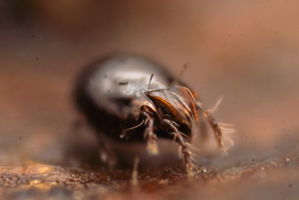 Achipteria coleoptrata