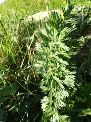 Daucus carota