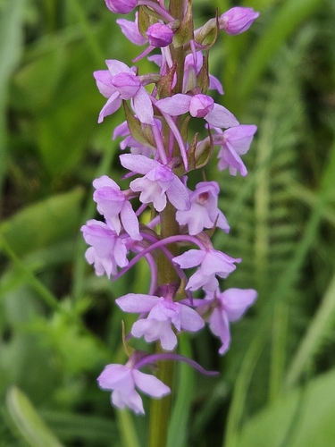 Fragrant Orchid