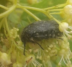 Oxythyrea