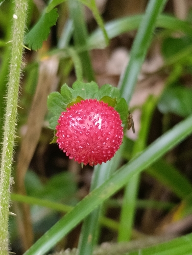 mock strawberry