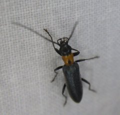 Oxycopis