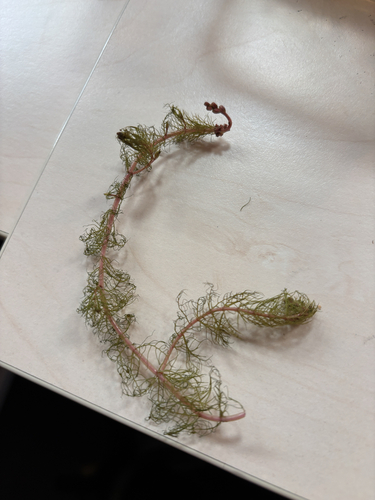 Alternate Water-milfoil