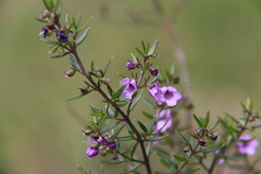 Prostanthera scutellarioides