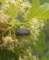 Oxythyrea