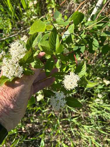 red osier dogwood