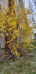Forsythia viridissima