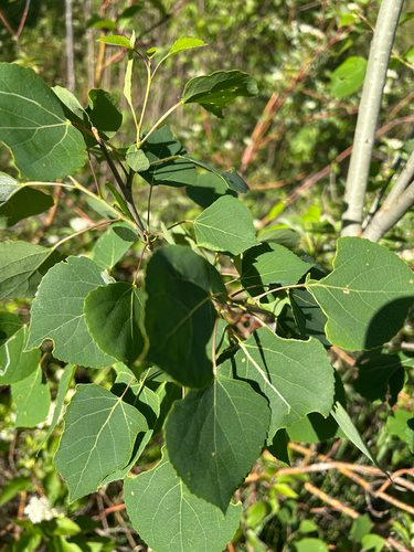 quaking aspen