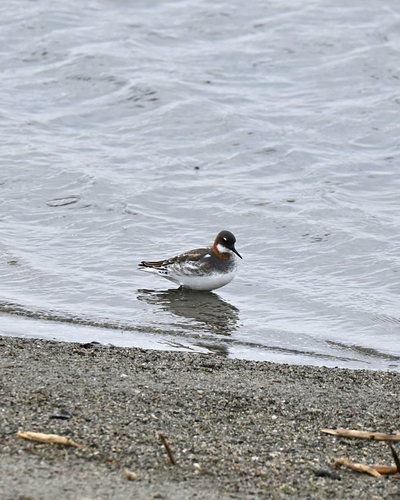 Phalarope à bec étroit