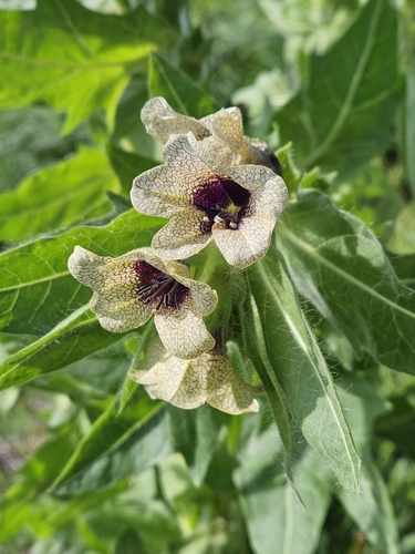 black henbane