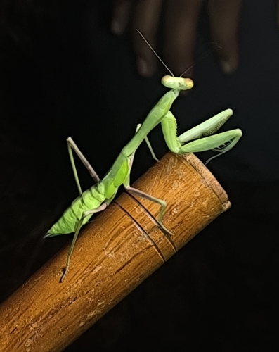 Golden Giant Asian Mantis