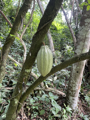 cacao tree