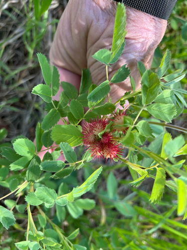 Spiny Leaf Gall Wasp