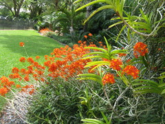 Epidendrum radicans