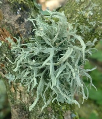 Ramalina fraxinea
