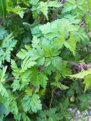 Geranium robertianum