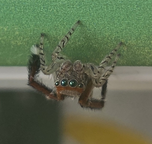 Beardfooted spider