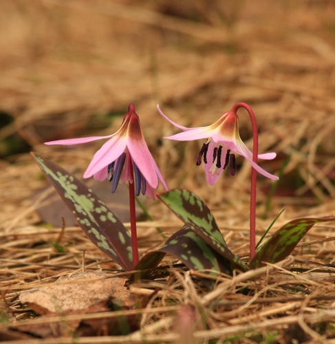 Erythronium dens-canis, photograph 3